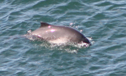 Harbour porpoise©Emmet Johnston